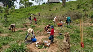 Sistema agroflorestal sucessional 4