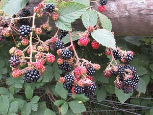 Gardenfarm Permaculture