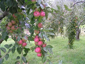 Gardenfarm Permaculture