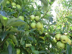 Gardenfarm Permaculture