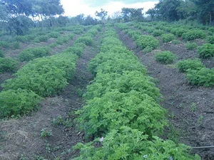 MOOF Africa Permaculture Kenya