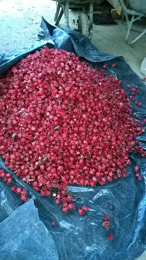 MOOF Africa Permaculture Kenya