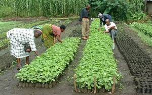 MOOF Africa Permaculture Kenya