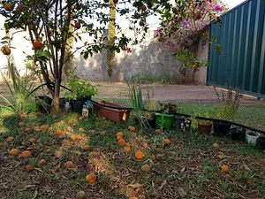 Algumas Plantas