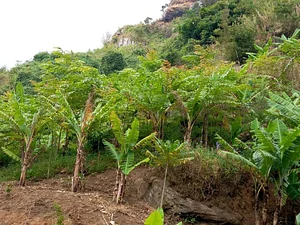Sustainable Agriculture Tanzania Experiences