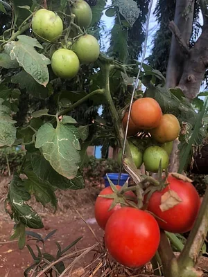 Sustainable Agriculture Tanzania Experiences