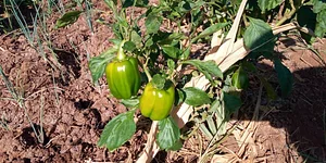 Sustainable Agriculture Tanzania Experiences