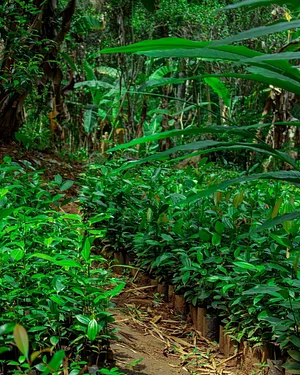 Sustainable Agriculture Tanzania Experiences