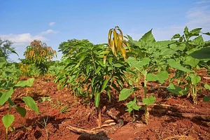 Sustainable Agriculture Tanzania Experiences
