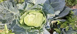 Sustainable Agriculture Tanzania Experiences