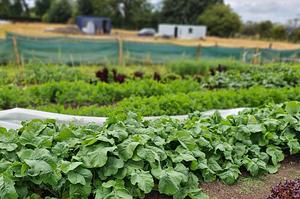 Lauriston Farm