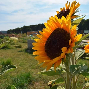 Lauriston Farm Urban Farm