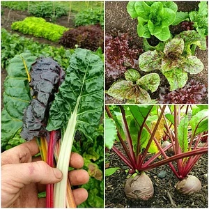 Lauriston Farm Urban Farm