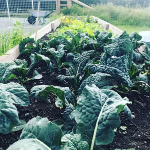 Lauriston Farm Urban Farm