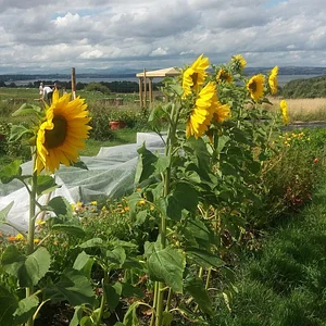 Lauriston Farm Urban Farm