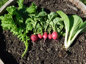 Lauriston Farm Urban Farm