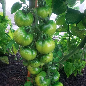 Lauriston Farm Urban Farm