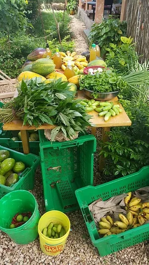 Msonge Organic Family Farm