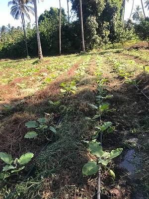 Msonge Organic Family Farm