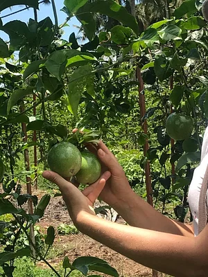 Msonge Organic Family Farm