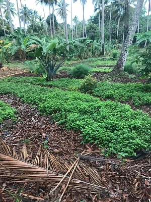 Msonge Organic Family Farm