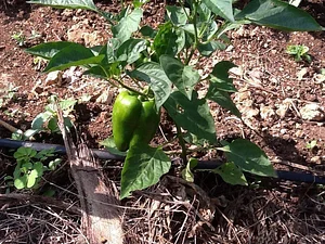 Msonge Organic Family Farm
