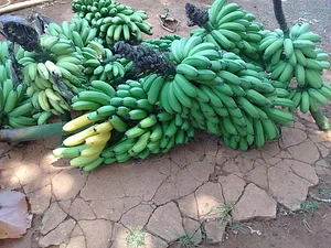 Produção de Orgânicos do Assentamento Chapadinha DF 1