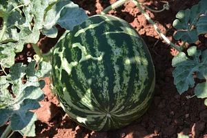 AARDE Permaculture Algérie Ferme