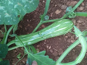 AARDE Permaculture Algérie Ferme