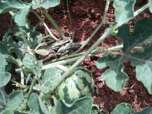 AARDE Permaculture Algérie Ferme