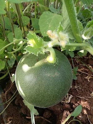 AARDE Permaculture Algérie Ferme
