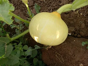 AARDE Permaculture Algérie Ferme