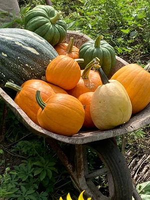 Taaru Askan Farm
