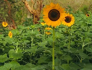 Taaru Askan Farm
