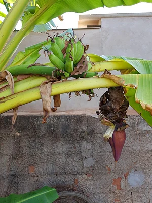 Banana