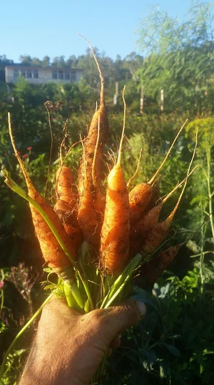 High Valley Dawn Permaculture Farm Yeppoon