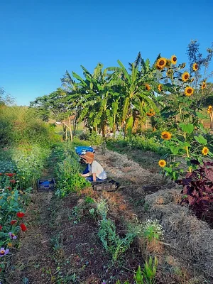 High Valley Dawn Permaculture Farm Yeppoon