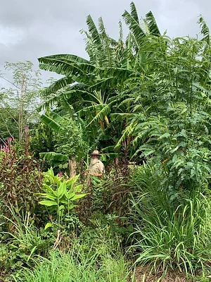 High Valley Dawn Permaculture Farm Yeppoon