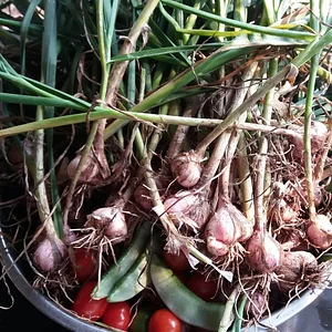 Sahainan Permaculture Organic Farm