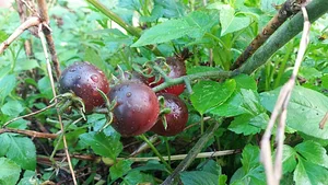 Sahainan Permaculture Organic Farm