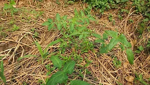 Sahainan Permaculture Organic Farm