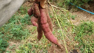 Sahainan Permaculture Organic Farm