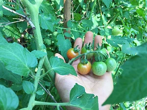 Sahainan Permaculture Organic Farm