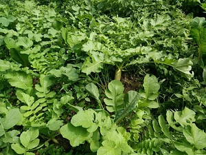 HASERA Permaculture Farm