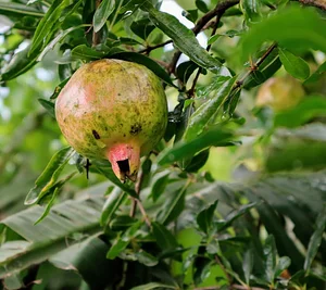 HASERA Permaculture Farm