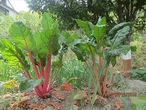 HASERA Permaculture Farm