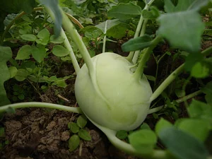 HASERA Permaculture Farm