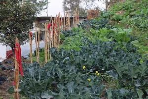 HASERA Permaculture Farm