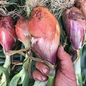 Ecological Land Cooperative Farmers
