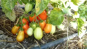 Danyadara Permaculture Farm